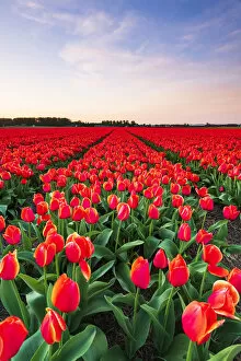 Botanical Collection: Tulip fields around Lisse, South Holland, The Netherlands, Europe