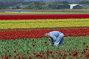 Tulips Prints: Tulip fields near Keukenhof, Holland, Europe