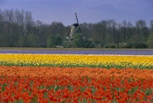 Mill Collection: Tulip fields and windmill near Keukenhof