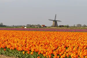 Tulipa Prints: Tulip fields and Windmills, Lisse, South Holland, The Netherlands, Europe