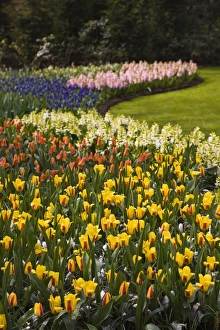 Flower Bed Prints: Tulip flower borders, Keukenhof, park and gardens near Amsterdam, Netherlands, Europe