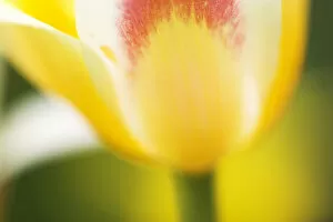 Botanical Gallery: Tulip, Tulipa