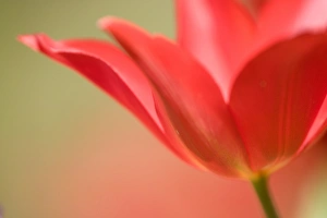 Tulip, (Tulipa spec