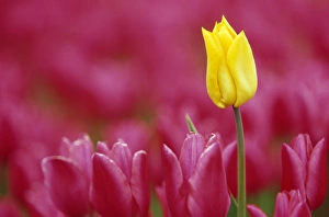 Netherland Prints: Tulip, Tulipa species