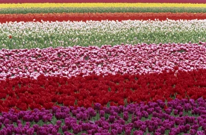 Netherland Prints: Tulipa species
