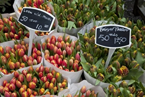 Stall Prints: Tulips, Bloemenmarkt, Amsterdam, Holland, Europe