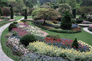 Vancouver Island Prints: Tulips in the Butchart Gardens, Vancouver Island, Canada, British Columbia, North America