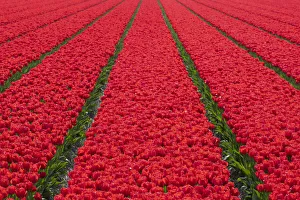 Tulipa Prints: Tulips fields in Lisse, South Holland, The Netherlands, Europe
