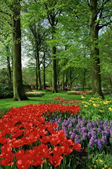 Netherland Prints: Tulips and hyacinths in the Keukenhof Gardens at Lisse
