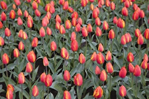 Flower Bed Prints: Tulips, Keukenhof, park and gardens near Amsterdam, Netherlands, Europe