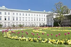 Images Dated 22nd April 2011: Tulips in Mirabell Garden, Mirabell Palace, UNESCO World Heritage Site, Salzburg, Salzburger Land