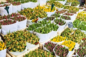 Tulips Prints: Tulips for sale in the Bloemenmarkt