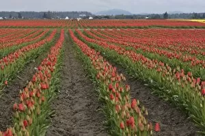 Images Dated 19th April 2008: Tulips in the Skagit Valley, Washington State, United States of America, North America