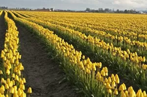 Images Dated 18th April 2008: Tulips in the Skagit Valley, Washington State, United States of America, North America