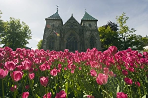 Flowers Prints: Tulips in front of Stavanger Cathedral, Stavanger, Norway, Scandinavia, Europe