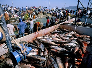 Tuna fish catch
