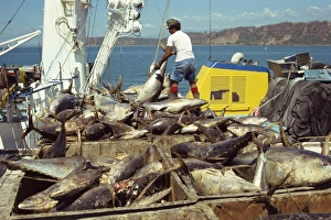 Aruba Prints: Tuna fishing, Caldera, Aruba, Lesser Antilles, Caribbean, Central America