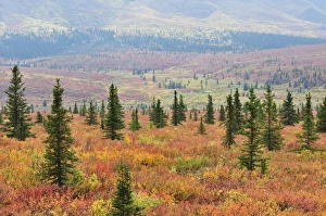 Tundra in fall colors, Denali National Park and Preserve, Alaska, United States of America Tundra in fall colors, Denali National Park and Preserve, Alaska, United States of America