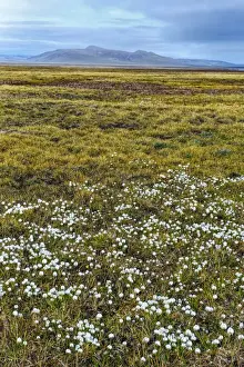 Chukotka Prints: Tundra, Wrangel Island, UNESCO World Heritage Site, Chukotka, Russian Far East, Eurasia