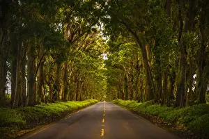 Freeways Prints: A tunnel of trees stretches to the horizon as light trickles down onto the road below