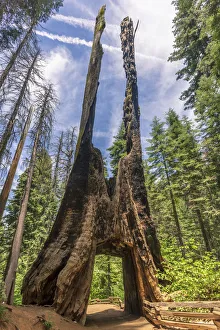 Decay Prints: Tuolumne Grove of Giant Sequoias, Yosemite Valley, UNESCO World Heritage Site, California