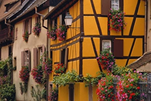Window Box Prints: Turckheim, Alsace, France, Europe