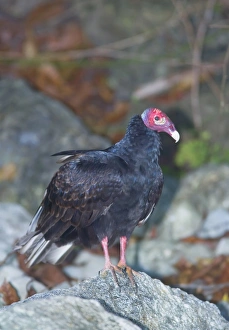 Images Dated 18th January 2009: Turkey vulture (Cathartes Aura), Manuel Antonio National Park, Costa Rica