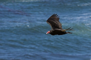 Spread Wings Prints: A turkey vulture (Cathartes aura) in flight, Falkland Islands, South America