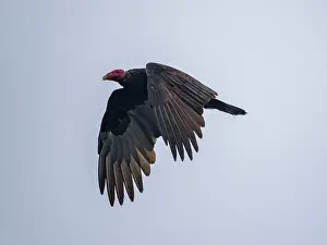 Raptor Prints: Turkey vulture flying over ocean near Palomino Islands in Peru during daytime hours