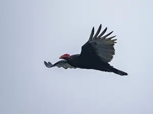 Large Prints: Turkey vulture gliding through the sky in the Palomino Islands near Lima