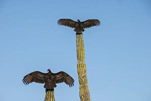 Spread Wings Prints: Turkey vultures on Cardon cacti, morning warm-up, San Ignacio, Baja California, Mexico
