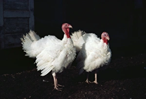 Two Bird Prints: Turkeys, British Columbia, Canada, North America