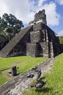 Images Dated 21st November 2010: Turkeys at a pyramid in the Mayan ruins of Tikal, UNESCO World Heritage Site