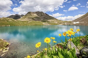 Botanical Collection: Turquoise lake framed by yellow flowers and rocky peaks, Joriseen, Jorifless Pass