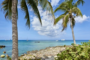 Cayman Islands Prints: Turquoise water framed by coconut trees, in George Town, Cayman Islands, West Indies