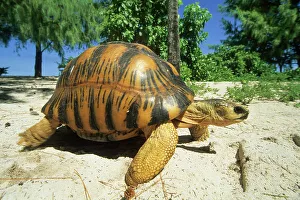 Bird Island Prints: Turtle on a beach, Bird Island, Republic of Seychelles, Indian Ocean, Africa