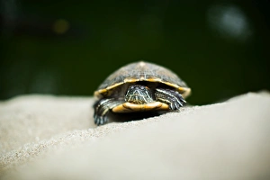Central Park Prints: Turtle, Central Park, Hong Kong, China, Asia