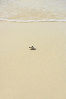 Images Dated 15th June 2007: Turtle making its way to the water