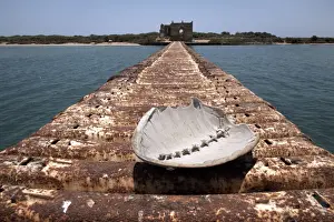A turtle shell lies on a rusting jetty leading to Green Island, Massawa