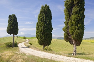 Tuscan landscape with cypress trees, near Pienza, Val d Orcia (Orcia Valley), UNESCO