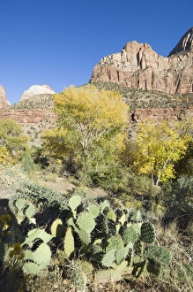Zion Prints: _TUW7168