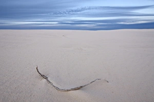Barren Prints: Twig on the dunes, White Sands National Monument