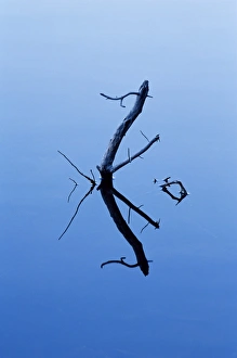 Motionless Prints: Twigs reflected in Sprague Lake
