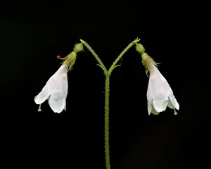 Wild Flower Prints: Twinflower (Linnaea borealis), Idaho Panhandle National Forests