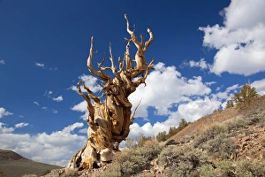 L Imestone Prints: A twisted very old Bristlecone Pine (Pinus longaeva)