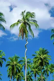 Images Dated 25th July 2008: Twisted palm tree, Zanzibar, Tanzania