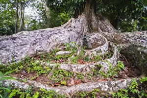 Strength Prints: Twisted roots of an old tree at Kandy Royal Botanical Gardens