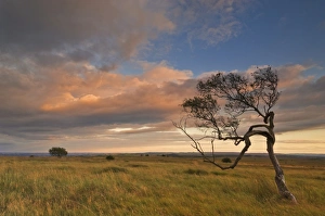 Images Dated 22nd August 2008: Twisted tree at dusk, Peak District National Park, Derbyshire, England