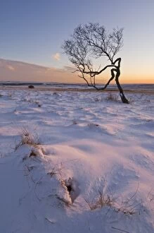Images Dated 6th February 2009: Twisted tree in the snow at sunset, Peak District National Park, Derbyshire