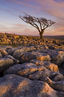 Twisted tree, Twistleton Scar End, Ingleton, Yorkshire Dales National Park